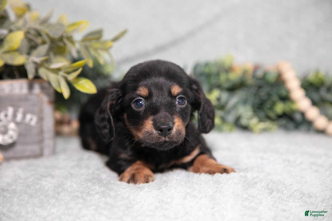 Miniature Dachshund dogs for sale: Keller - Ad 2