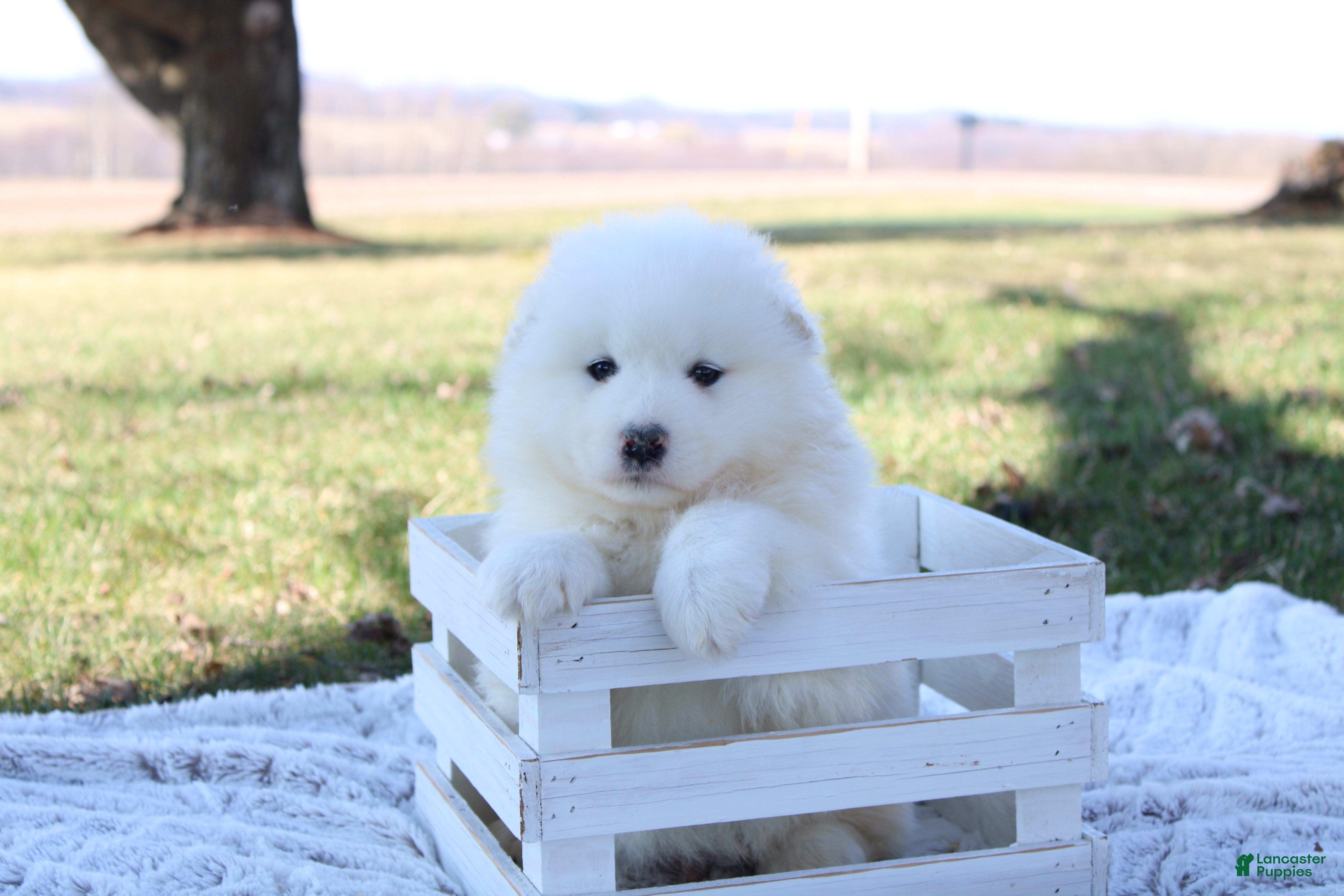 Samoyed dogs Samoyed Puppy 5 - Ad 1