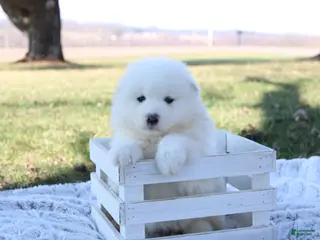 Samoyed dogs for sale: Samoyed Puppy 5 - Ad 2