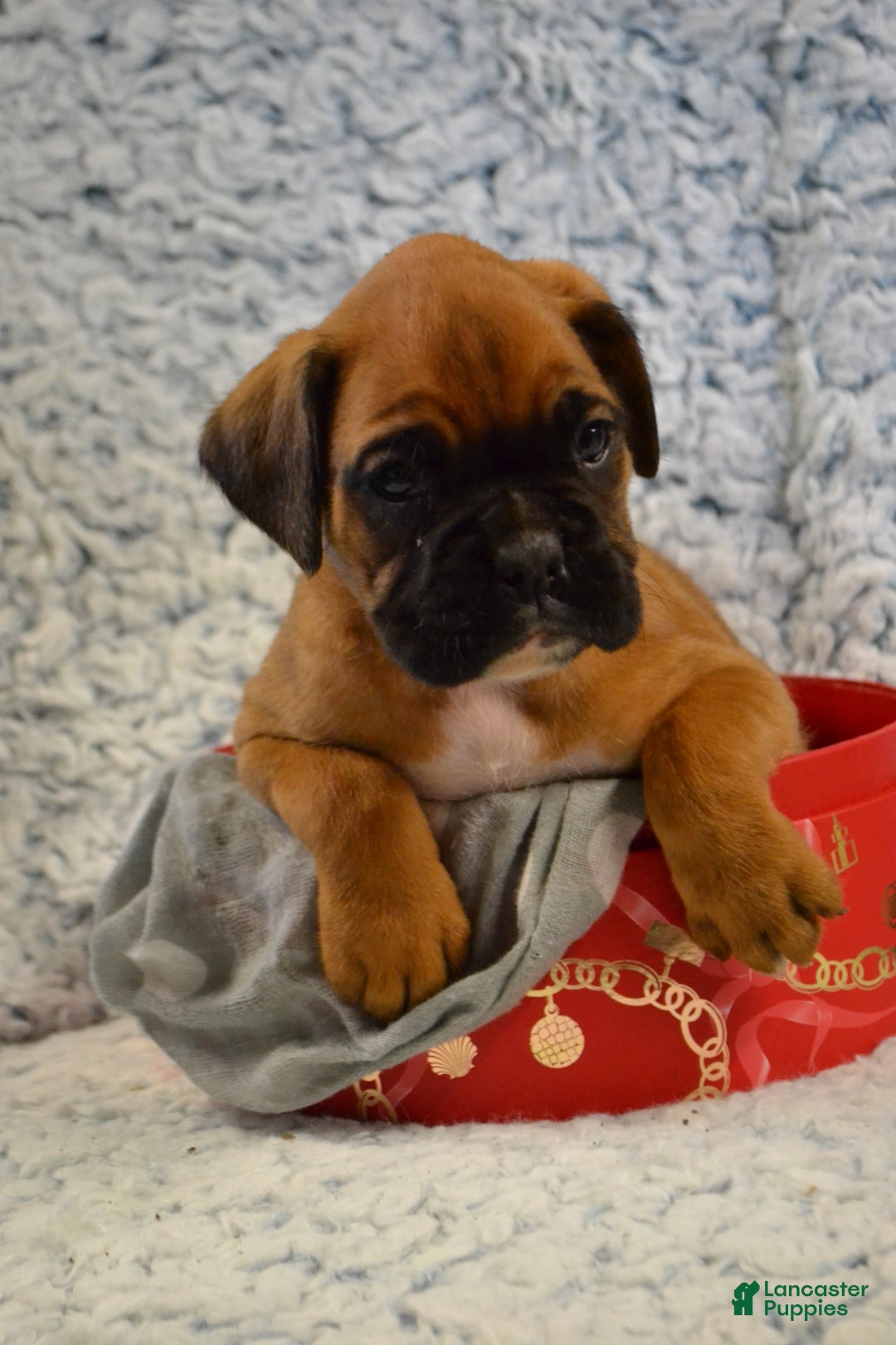 Boxer dogs for sale: Ryder - Ad 2