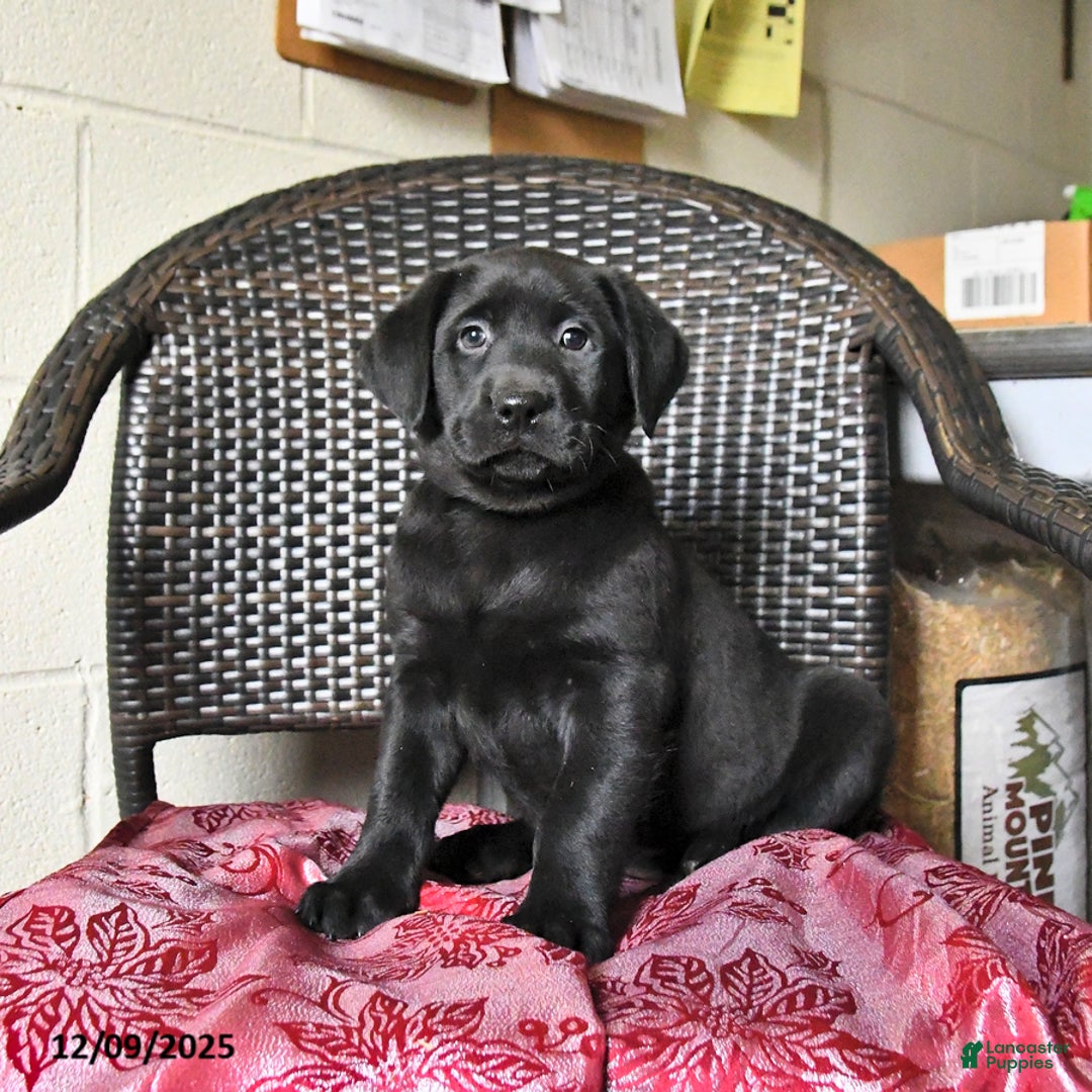 Labrador Retriever dogs for sale: Bella   - Ad 1