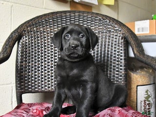 Labrador Retriever dogs Bella - Ad 6