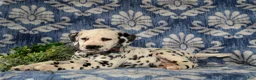 Dalmatian dogs for sale: Joziah - Ad 4