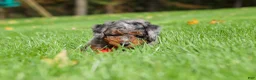 Mini Bernedoodle dogs for sale: Kelce - Ad 8