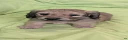 Miniature Dachshund dogs for sale: Jiff - Ad 5