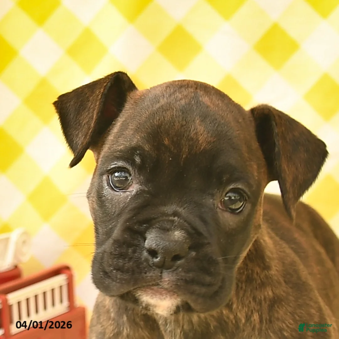 Boxer dogs for sale: Kayla  - Ad 5