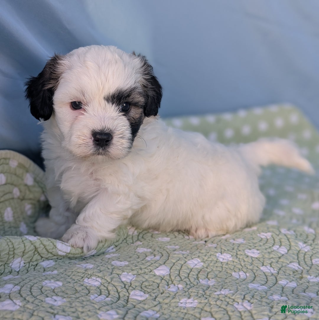 Teddy Bear dogs for sale: Snowflake - Ad 7