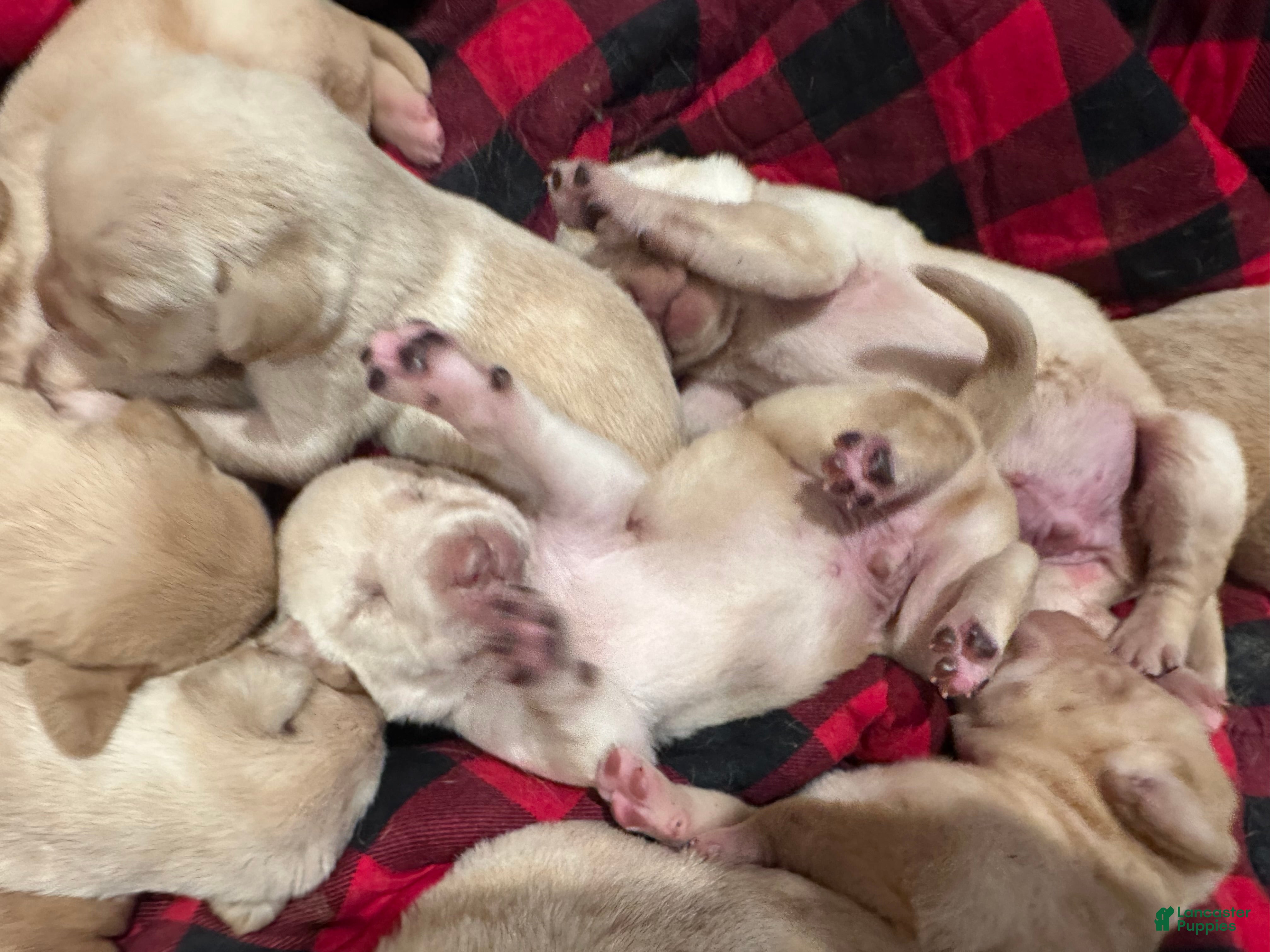 Labrador Retriever dogs Labrador Retriever Puppy 1 - Ad 2