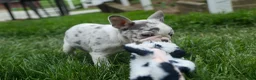 French Bulldog dogs for sale: Amelia (Merle & White) 💙🤍 - Ad 20