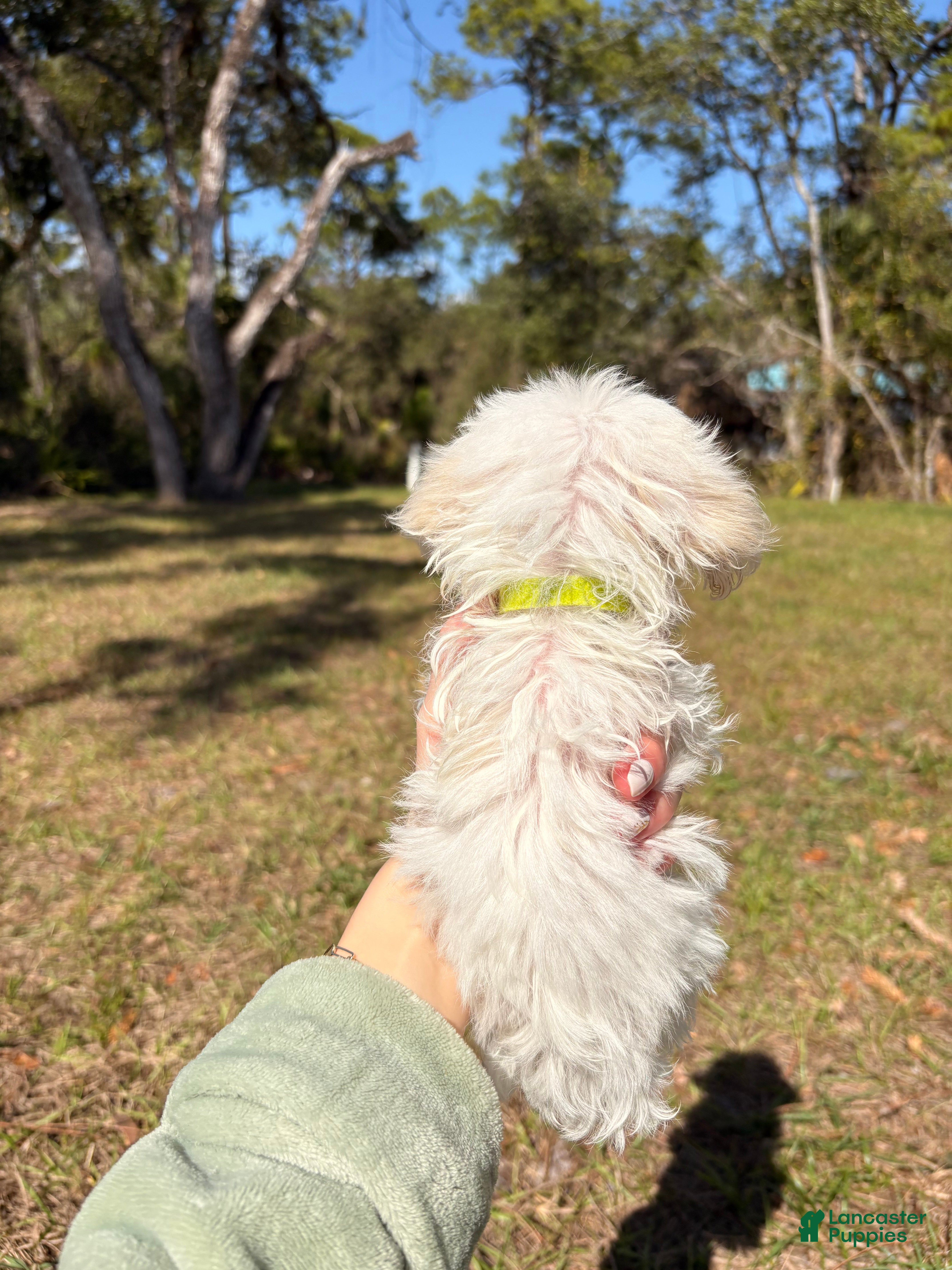 Maltipoo dogs Balto - Ad 2