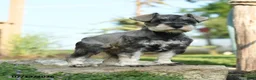 Miniature Schnauzer dogs for sale: Fern - Ad 5