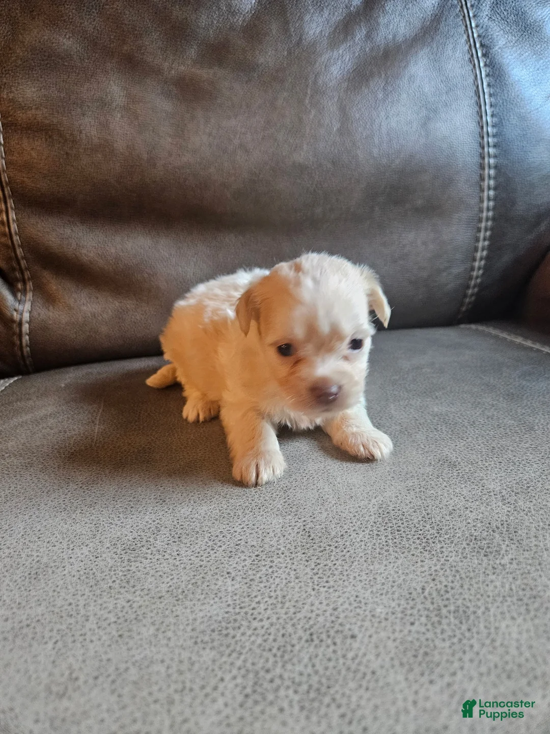 Mixed Breed dogs for sale: Buffy - Ad 1