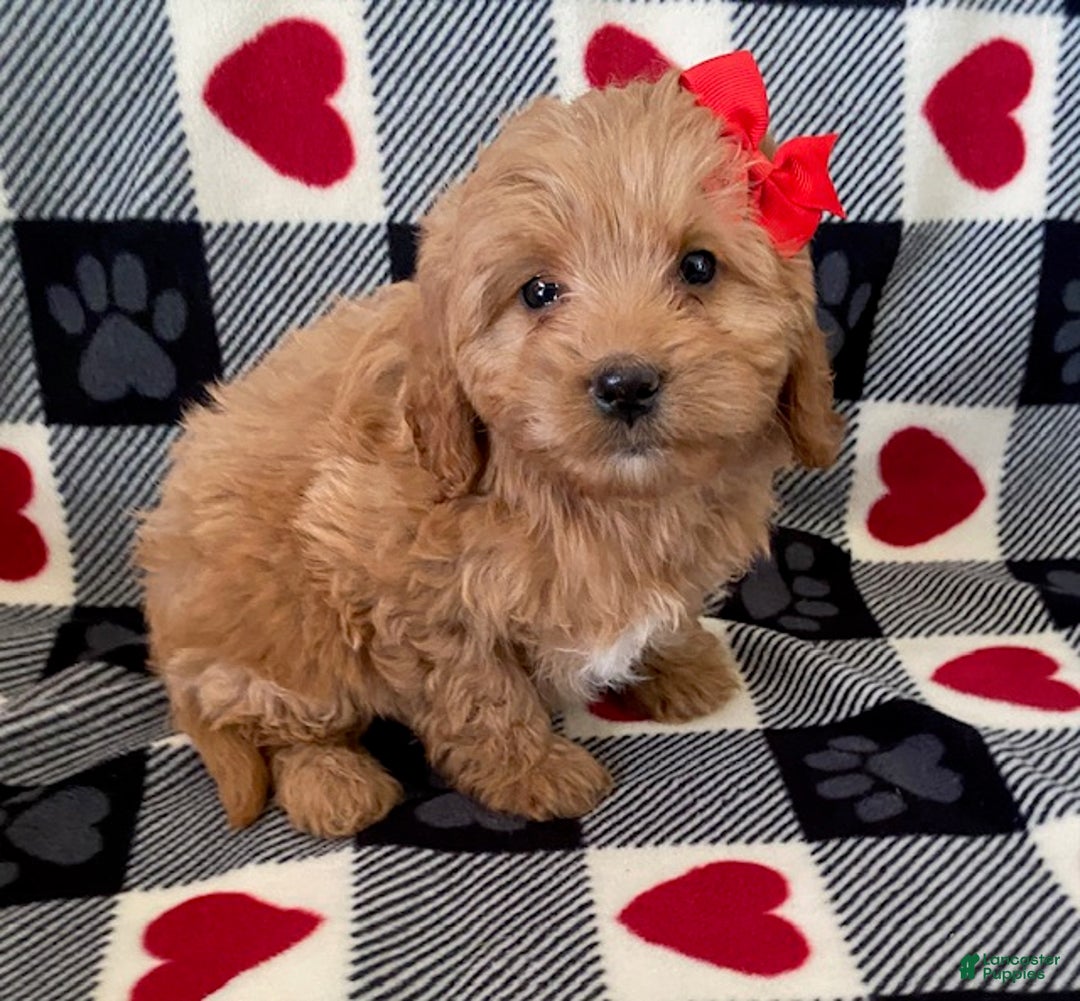 Mini Goldendoodle dogs for sale: Daisy- smallest in litter - Ad 6