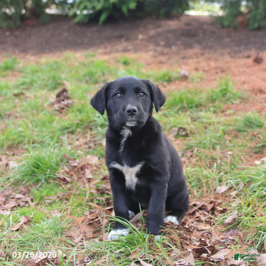 Mixed Breed dogs for sale: Molly - Ad 3