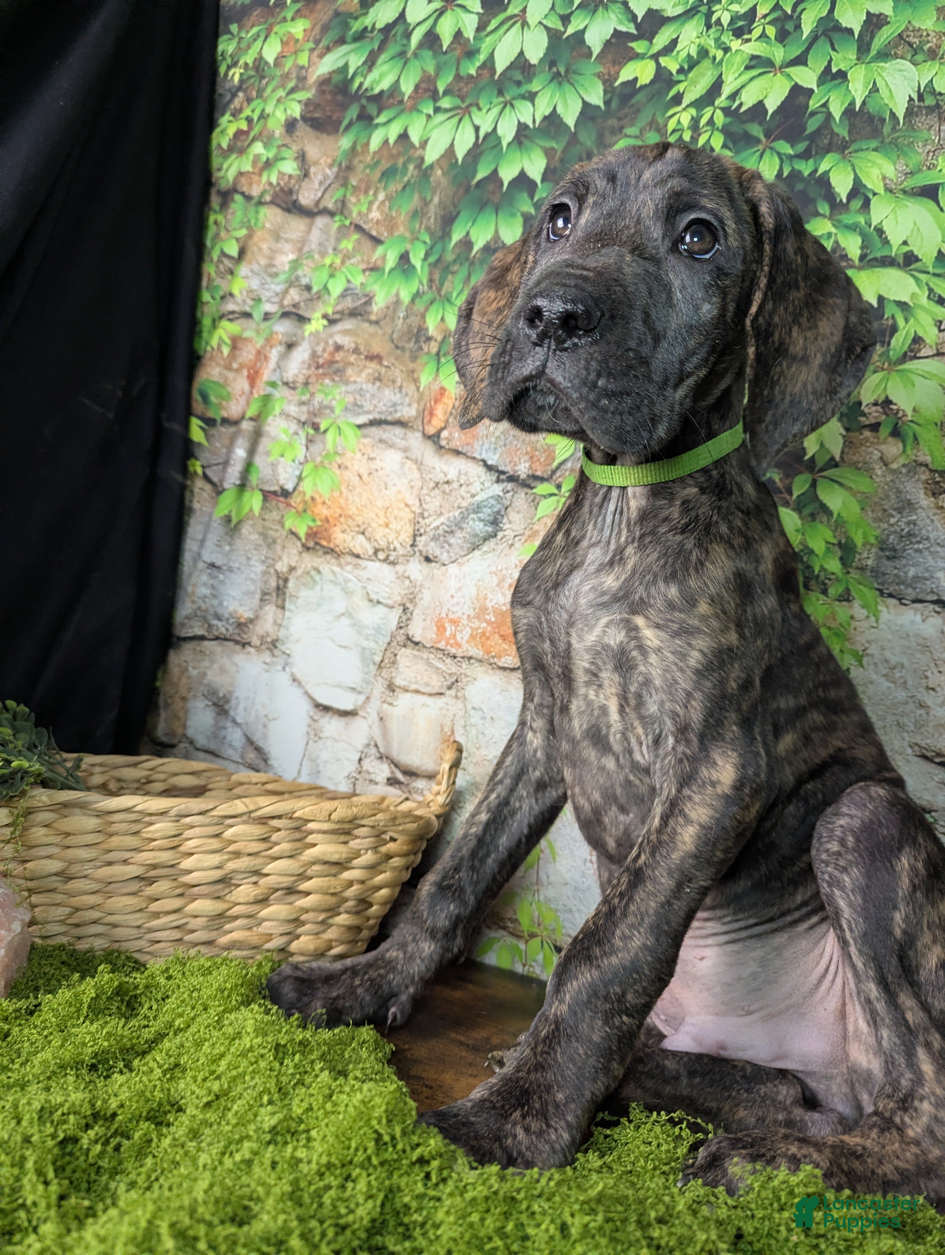 Great Dane dogs Boromir Brindle Male Great Dane Puppy  - Ad 1