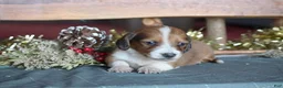 Dachshund dogs for sale: Tinsel - Ad 1