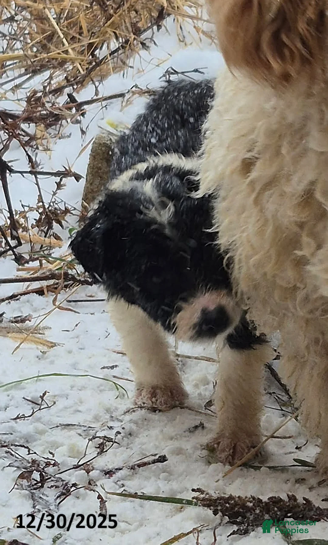 Aussiedoodle dogs for sale: Dally - Ad 5