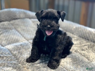 Miniature Schnauzer dogs Clover - Ad 1