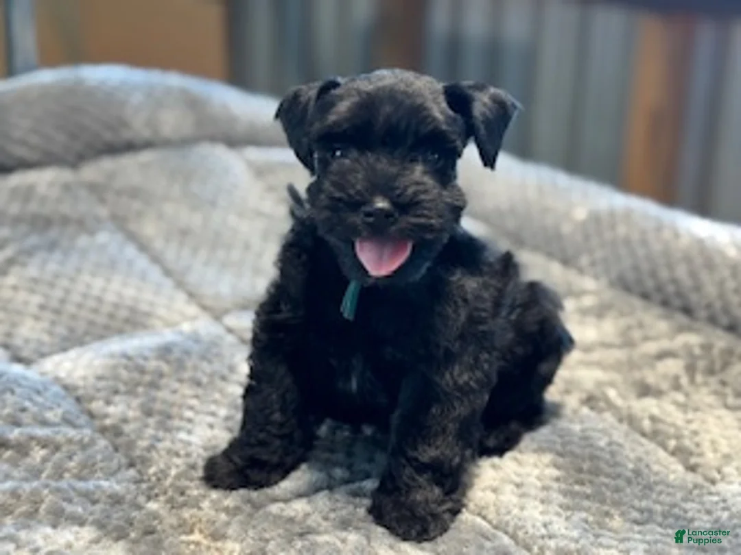 Miniature Schnauzer dogs for sale: Clover - Ad 2