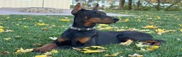 Doberman Pinscher dogs for sale: Selene - Ad 6