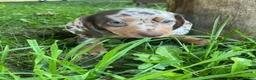 Miniature Dachshund dogs for sale: Lucy - Ad 7