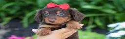 Miniature Dachshund dogs for sale:  Zane 🦴 - Ad 12