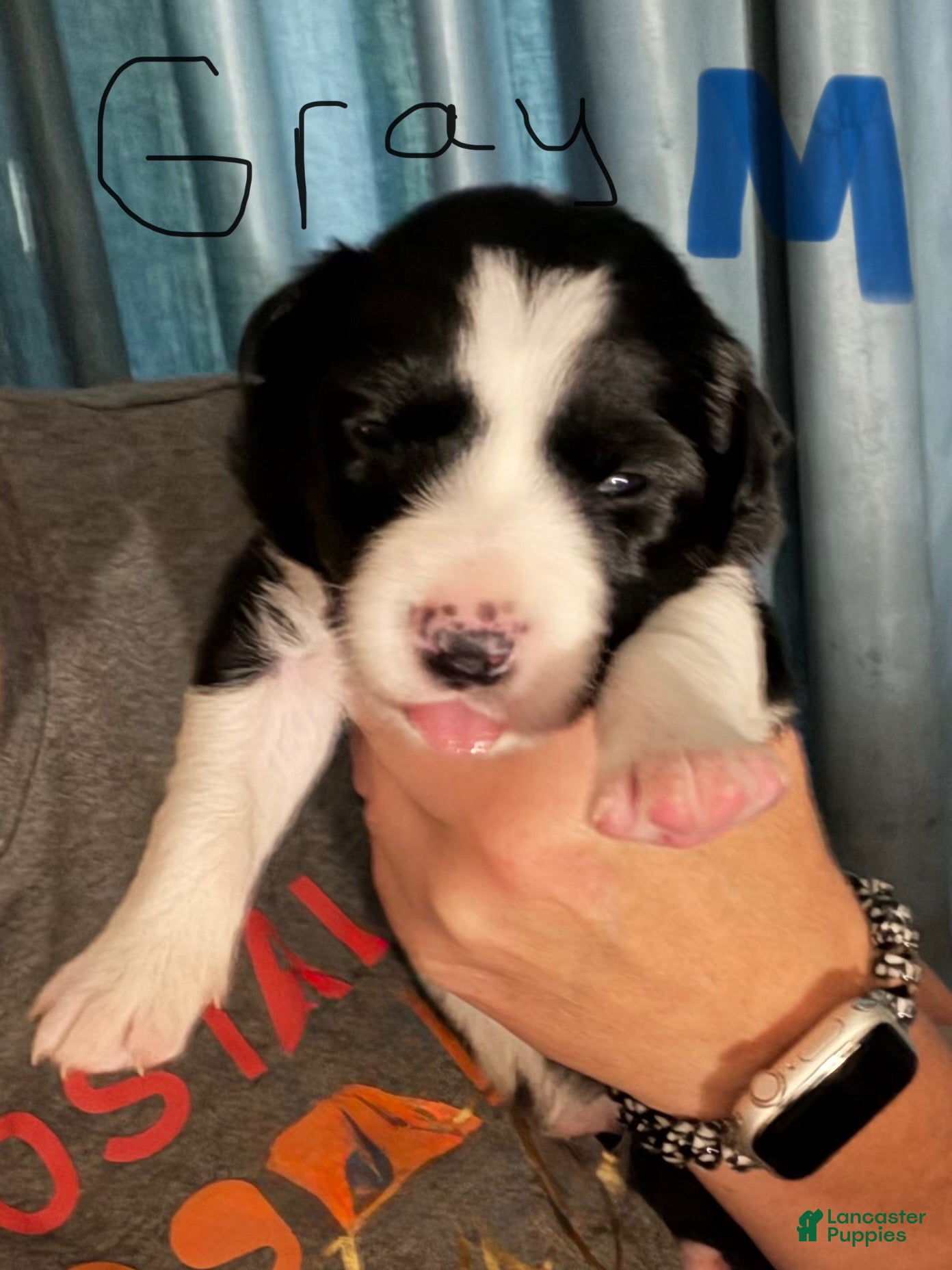 Border Collie dogs Gray - Ad 41