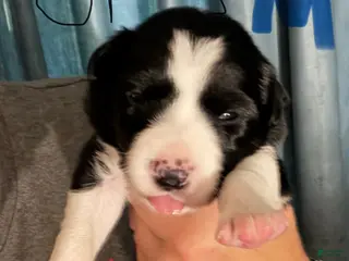 Border Collie dogs Gray - Ad 41