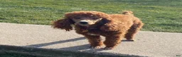 Mini Goldendoodle dogs for sale: Nick  - Ad 5