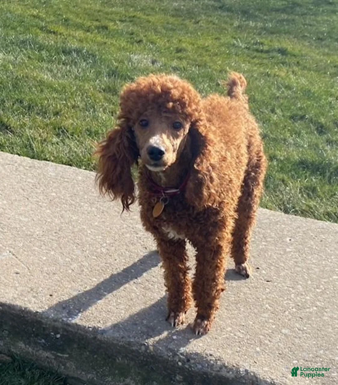 Mini Goldendoodle dogs for sale: Nick  - Ad 5
