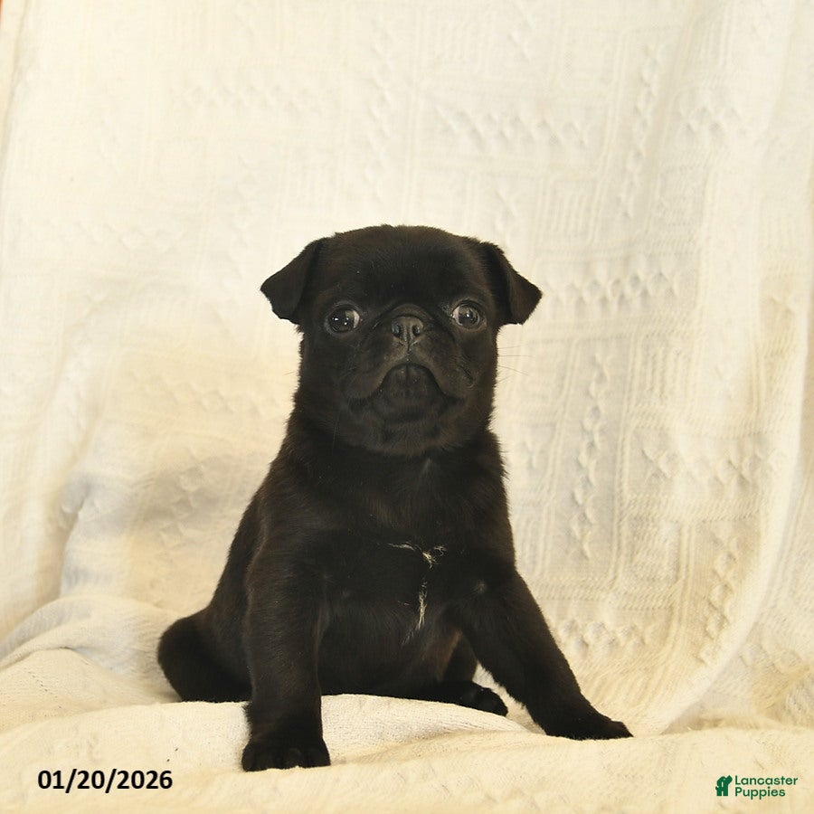 Mixed Breed dogs Buttercup  - Ad 2