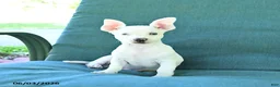 Chihuahua dogs for sale: Ronald - Ad 4