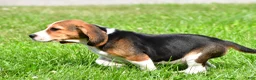 Beagle dogs for sale: Cassandra - Ad 5