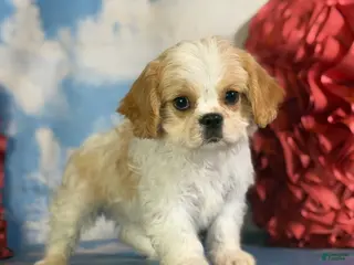Cavapoo dogs for sale: Queso - Ad 2
