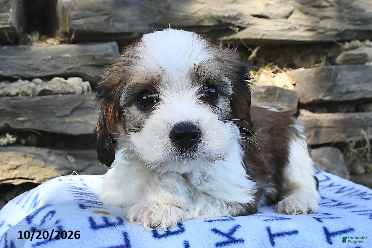 Cavachon dogs for sale: Ricky   - Ad 2