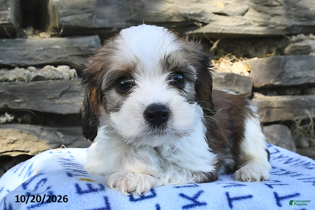 Cavachon dogs for sale: Ricky   - Ad 2
