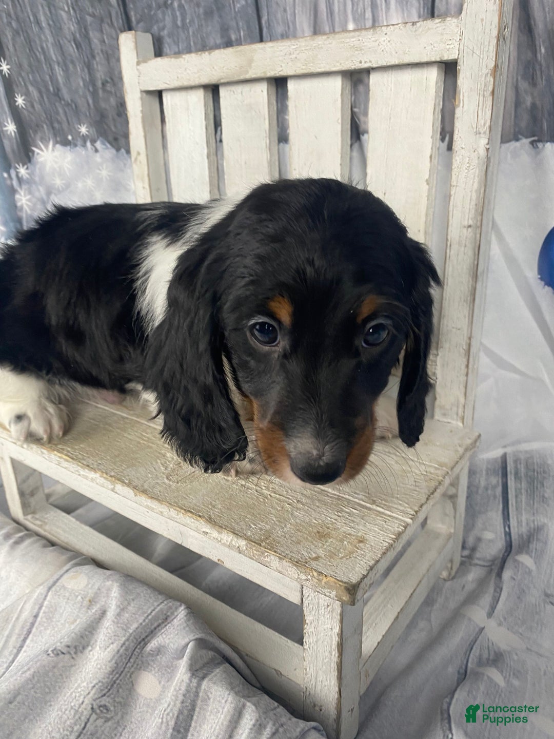 Miniature Dachshund dogs for sale: Oscar - Ad 13
