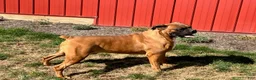 Boxer dogs for stud: Hillsides Dozer - Ad 1
