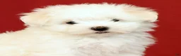 Maltese dogs for sale: Lily - Ad 9
