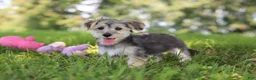 Morkie dogs for sale: Levi - Ad 3
