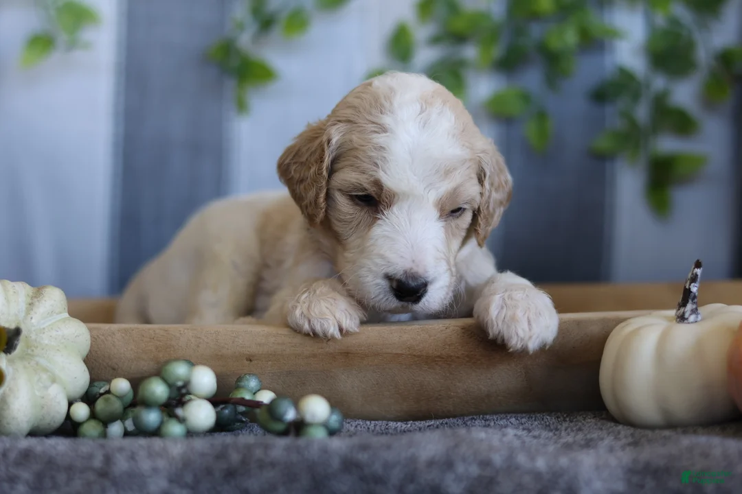 Goldendoodle dogs for sale: Lucky - Ad 2