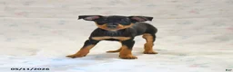 Miniature Pinscher dogs for sale: Phoenix - Ad 3