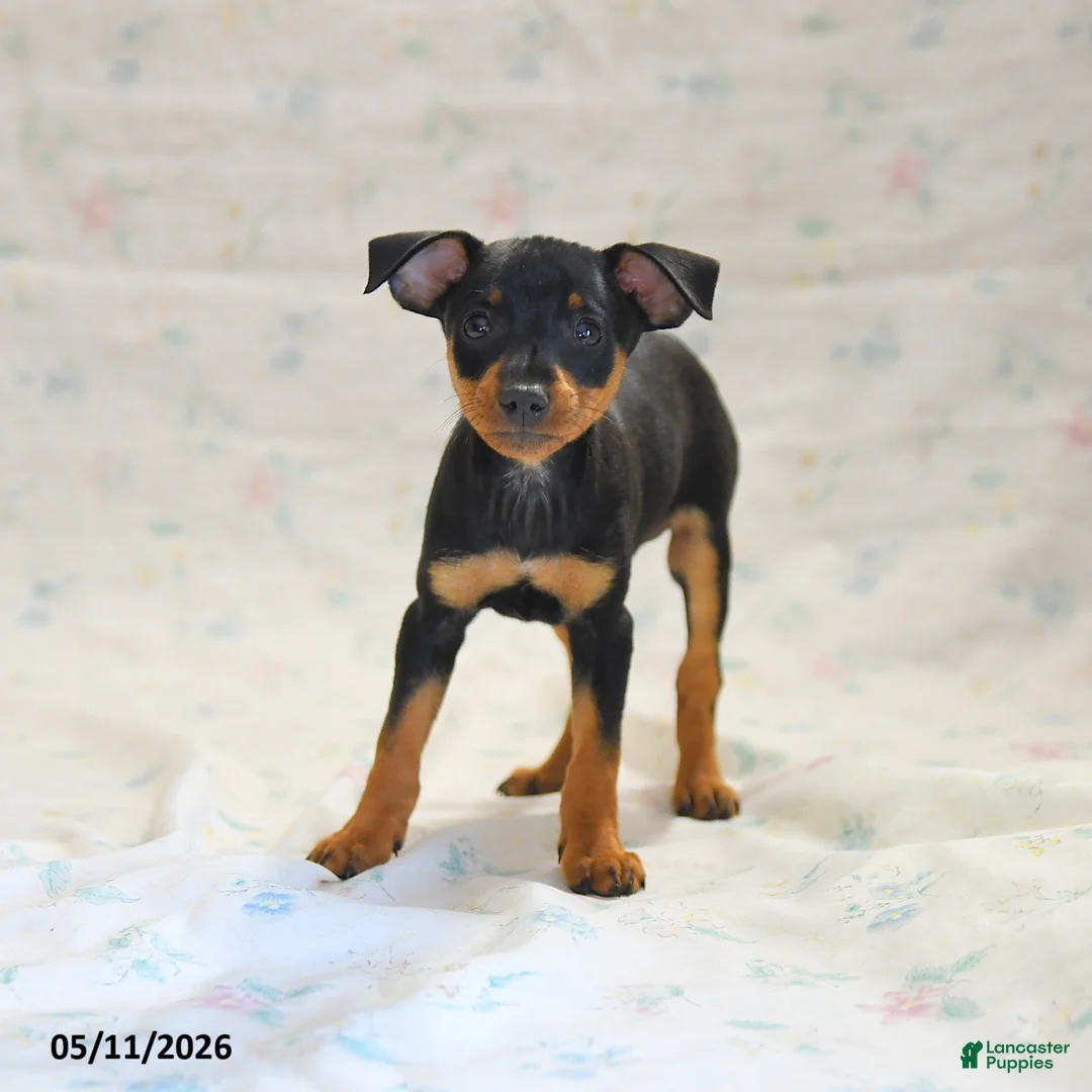 Miniature Pinscher dogs for sale: Phoenix - Ad 3