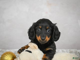 Miniature Dachshund dogs Joyce - Ad 38