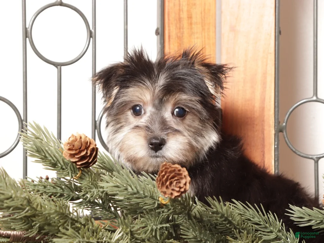 Morkie dogs for sale: Ivy - Ad 2