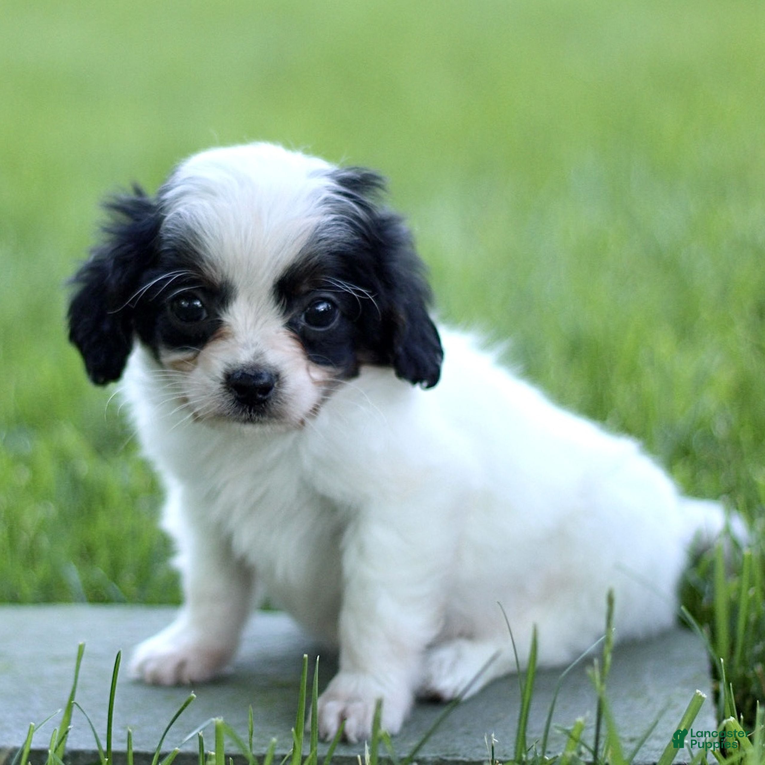 Cavapoo dogs for sale: Dexter  - Ad 1