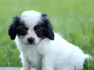 Cavapoo dogs for sale: Dexter - Ad 1