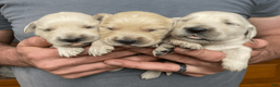 Golden Retriever dogs for sale: Golden Retriever Puppy 1 - Ad 16