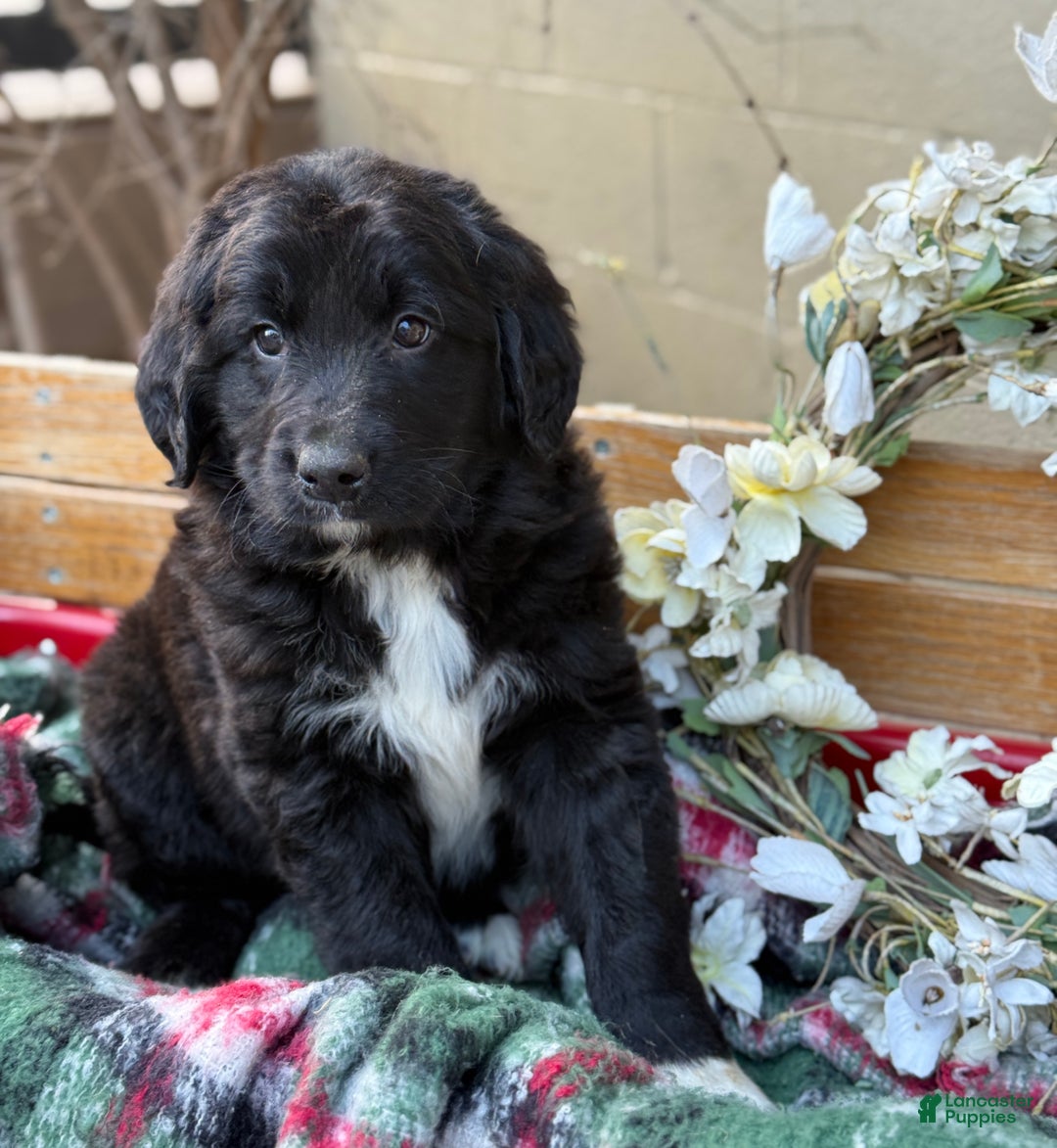 Mixed Breed dogs for sale: Ranger - Ad 6