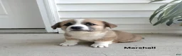 Welsh Corgi Pembroke dogs for sale: Maddie  - Ad 11